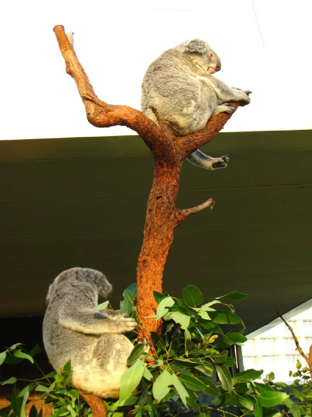 Koalas!